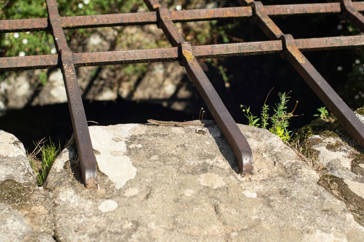 Close-up of green rust on metal being treated with natural vinegar solution